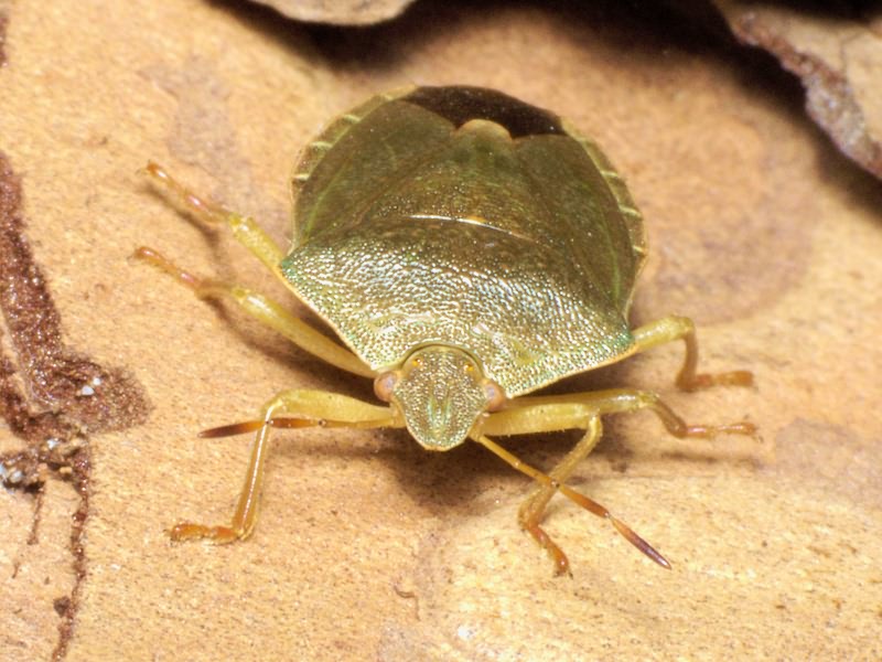 Palomena prasina (Linnaeus, 1761)